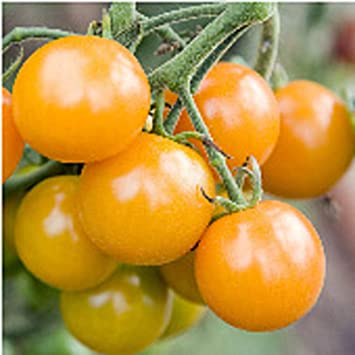 Sungold Tomato Seeds (((50 Seed Packet))) (More Heirloom, Organic, Non GMO, Vegetable, Fruit, Herb, Flower Garden Seeds at Seed King Express)