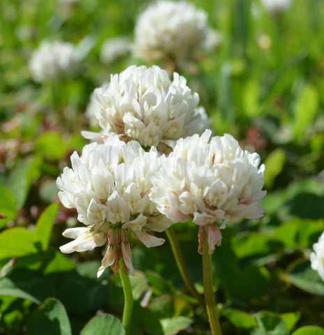SeedRanch White Dutch Clover Seed: Nitro-Coated and Inoculated - 2 Lbs.