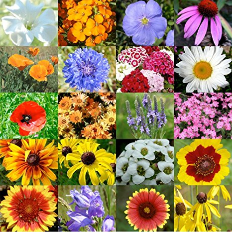 Bulk Package of 30,000 Seeds, Dryland Wildflower Mixture (20 Species) Non-GMO Seeds By Seed Needs