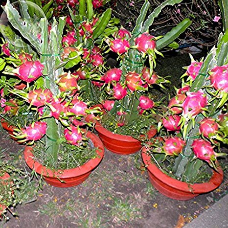 ADB Inc 2016 Tasty Sweet Hai'nan Pink Pitaya Dragon Fruit Cactus Plant