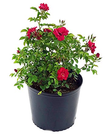 Rosa 'Blaze' (Climbing Rose) Rose, red flowers, #3 - Size Container