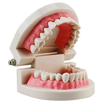 Airgoesin Dental Dentist Adult Standard Typodont Demonstration Teeth Teaching Model