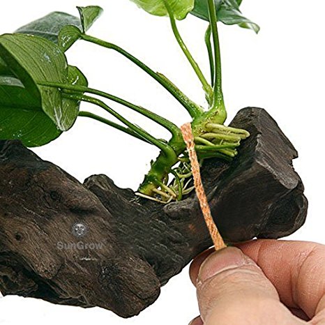 10 Self-dissolving Natural Driftwood Strings (20”) --- Ideal Solution for Tying Java Fern, Moss, Anubias - Blends Naturally with Cholla, Driftwood - Must have cord for intricate, delicate Aquascaping