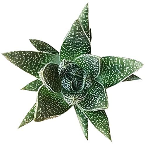 Gasteria Flow Aloe Relative Dark Green Triangular Shaped Leaves (2 inch)