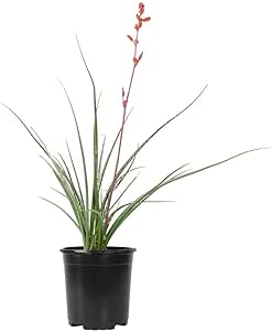 Live Succulents Plants Live Red Yucca Plant, Outdoor Plants Live Yucca Plants, Outdoor Yucca Plants Live Plants, Succulent Plants Live Outdoor Plants, Succulents Live Accent Plant by Plants for Pets