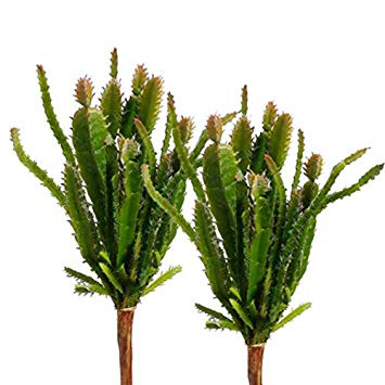 Lopkey Fake Succulent Flora Artificial Cacti Plants set of 2