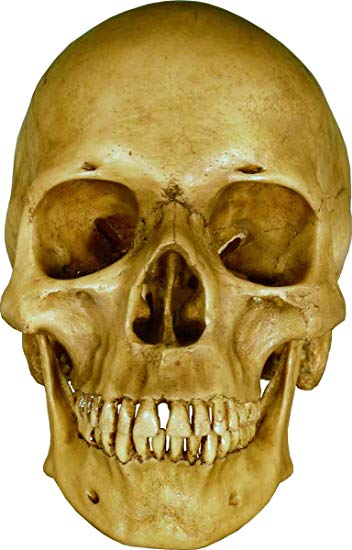 Life Size Model Human Skull Replica Aged Earth-Brown Relic - Life Size Reproduction by Nose Desserts Brand