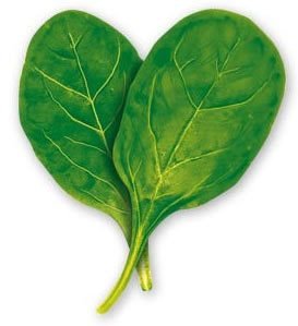 Pure, Raw, Fresh Spinach Powder - USDA Certified Organic, Non-GMO, 95 servings (1 lb)