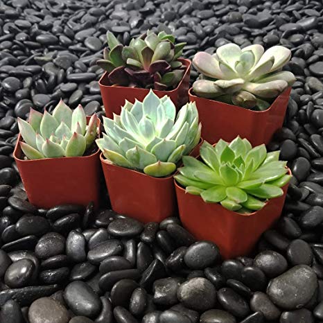 SucCuteLents 5 Pack - Real Live Unique Succulent Plants Fully Rooted in Soil with Planter Pots - Premium Potted House Plant Succulents Cactus Decor (Indoor)