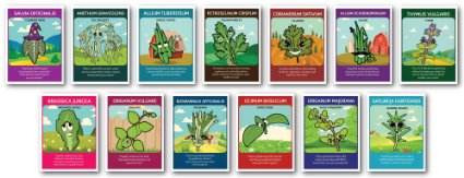 Zziggysgal CERTIFIED ORGANIC NON-GMO Culinary Herb Set - Rosemary Set of 13