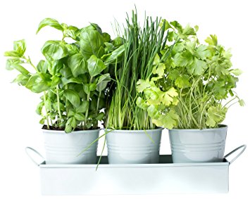 DILL Herb Pots on a Tray by Dill and Mint