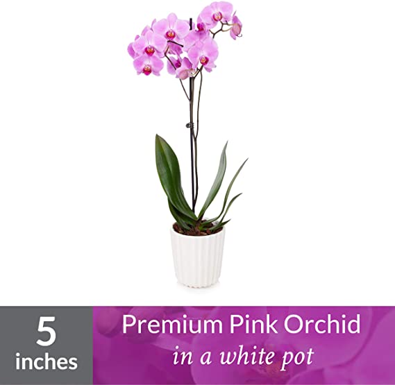 Just Add Ice J-421 Orchid Easy Care Live Plants, 5” Diameter, Pink