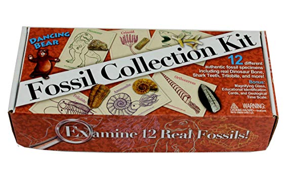FOSSIL COLLECTION KIT (12 pc): Trilobite, Dinosaur Bone, Sharks teeth, Coprolite (fossilized Turtle Poop) & more! Geological Time Scale, Magnifying Glass, Educational Science Set, Dancing Bear Brand