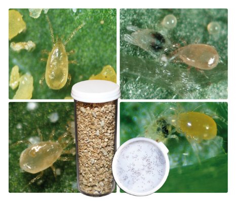 2,000 Live Adult Predatory Mites - A Mix of Predatory Mite Species for Spider Mite Control - Ships Next Business Day!l
