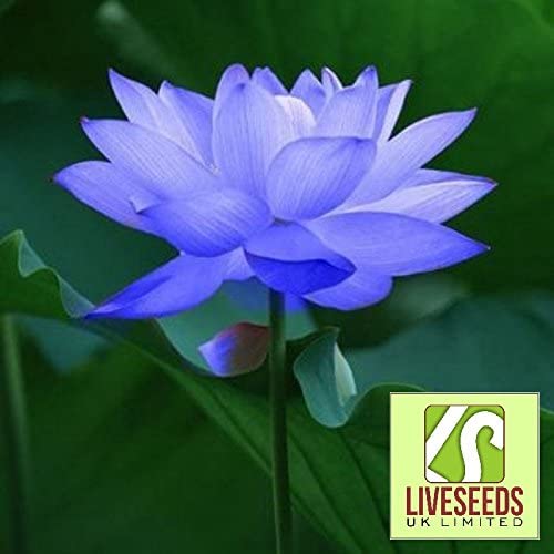 Liveseeds - Bowl lotus/water lily flower seed/bonsai Lotus seeds/ Sapphire Lotus/5 Fresh Seeds