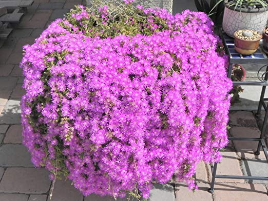 18 cuttings Ice Plant Purple ground Cover RARE Cactus Succulent Flower Pink