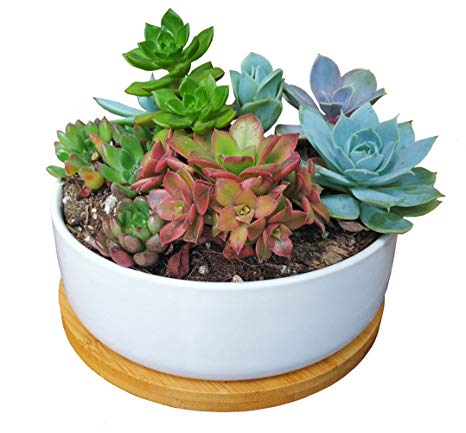 LANKER 6.3 Inch Round White Ceramic Succulent Planter Pot Decorative Cactus Plant Pot Flower Container with Bamboo Tray (Round 6.3Inch)