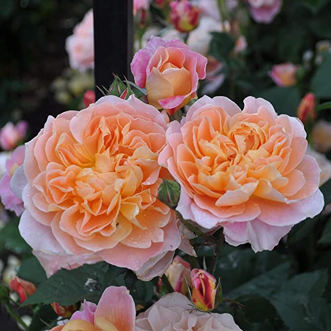 Own-Root One Gallon The Impressionist Climbing Rose by Heirloom Roses