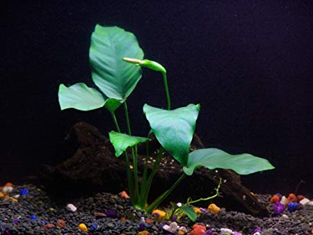 Anubias barteri - Beginner Tropical Live Aquarium Plant