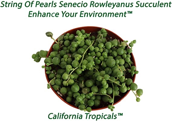 String of Pearls (Seneccio Rowleyanu) - 4'' from California Tropicals