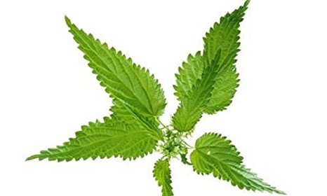 Urtica dioica ‘STINGING NETTLE Seeds 1g approx 2000 SEEDS herb medicinal wild flower meadows