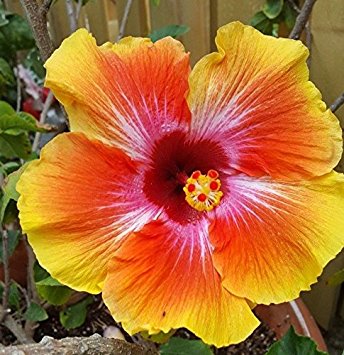 EXOTIC HAWAIIAN SUNSET HIBISCUS WELL ROOTED LIVE STARTER PLANT 5" TO 7" TALL