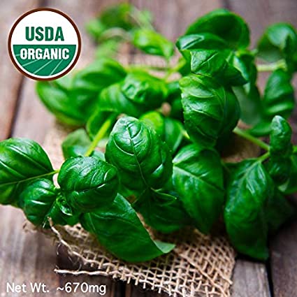 Gaea's Blessing Seeds - Sweet Basil Seeds 500+ Organic Seeds Non-GMO Large Leaf Italian Heirloom Genovese Pesto Open-Pollinated High Yield 87% Germination Rate 850mg