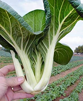 200  ORGANICALLY Grown Canton Pak Choi Bok Choy Chinese Cabbage Seeds Heirloom Non-GMO Productive, Healthy, Brassica rapa VAR. chinensis, a.k.a. Canton's Choice, Bok Choi, from USA