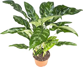 Chinese Evergreen - 6" from California Tropicals