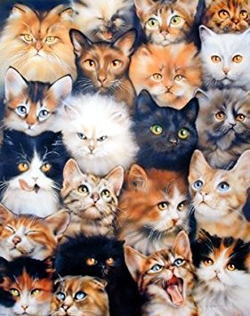 40" x 50" Blanket Comfort Warmth Soft Plush Throw for Couch Cute Cats Breed Collage Pet