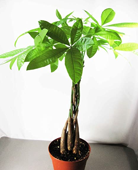 9GreenBox - 5 Money Tree Plants Braided into 1 Tree - Mini