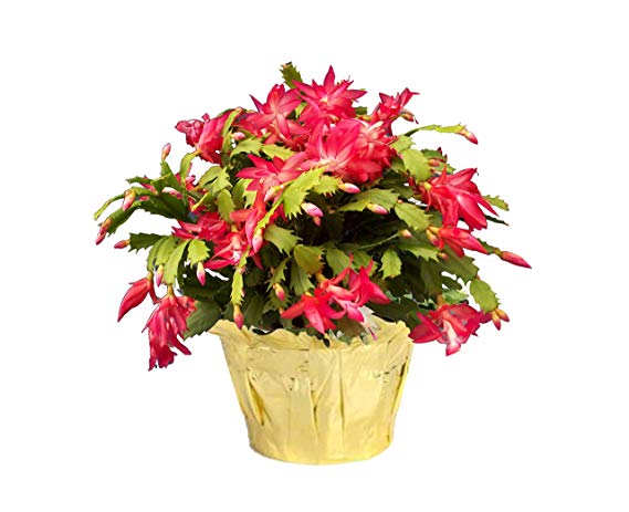 Costa Farms Live Christmas Cactus in 6in Gold Decor Pot Cover, Grower's Choice - Red, Pink, White , Great as Holiday Gift or Christmas Decoration