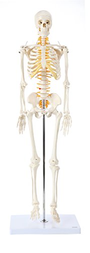 Axis Scientific Mini Human Skeleton Model with Metal Stand | 31 Inches Tall with Removable Arms and Legs is Easy to Assemble | Includes Detailed Product Manual for Study or Reference | 3 Year Warranty