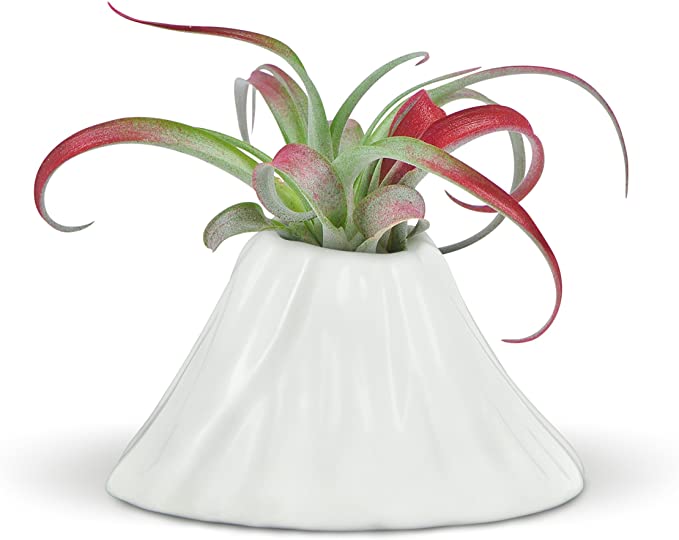 Genuine Fred Fancy Ceramic Mini Air Plant/Succulent Holder, One Size, Volcano