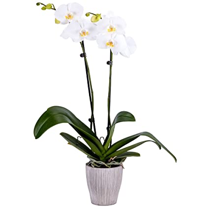DecoBlooms Living White Orchid Plant - 5 inch Blooms - Fresh Flowering Home Décor