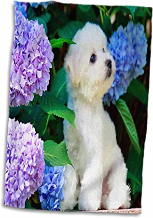 3D Rose Adorable Bichon Frise Puppy Among Hydrangeas Hand/Sports Towel, 15 x 22