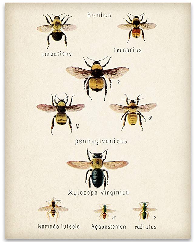 Antique Book Bee Illustration Print - 11x14 Unframed Art Print - Great Decor and Gift for Nature Lovers, Teachers, Classrooms and Beekeepers Under $15
