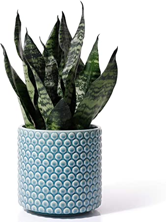 POTEY 054303 Planter Flowerpots Indoor - 6 Inch Ceramic Vintage Style Polka Dot Patterned Planters Bonsai Container with Drainage Hole for Plants Succulent Cactus(Plants NOT Included)