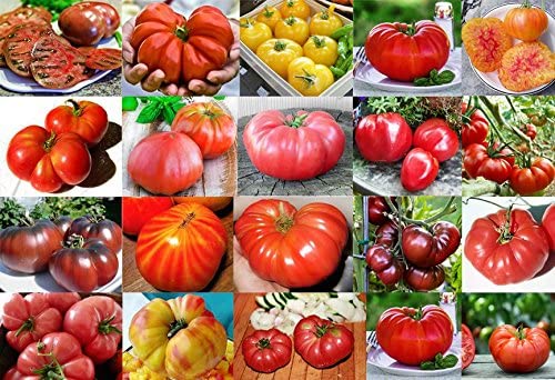 Mixed Seeds! 30 Giant Tomato Seeds, Mix of 19 Varieties, Heirloom Non-GMO, Brandywine Black, Red, Yellow & Pink, Mr. Stripey, Old German, Black Krim, from USA