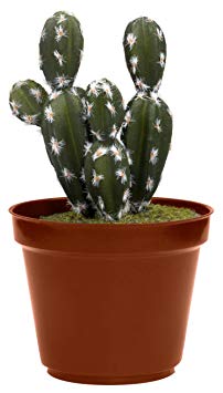 Thumbs Up UK CACSAFE Cactus Safe, 11.5 X 23.5 X 11.5 cm, Green