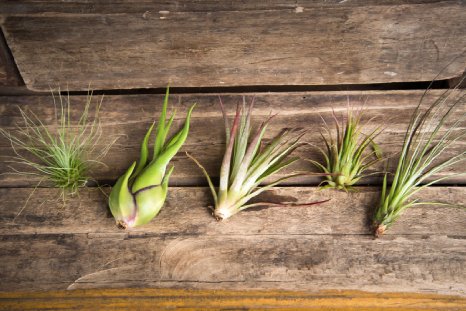 Hinterland Trading Air Plant Assortment 5 Pack Airplants Tillandsia