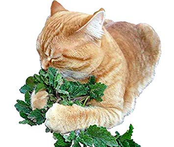 100  ORGANICALLY Grown Catnip Catmint Seeds Herb Heirloom Non-GMO Fragrant Rare! from USA