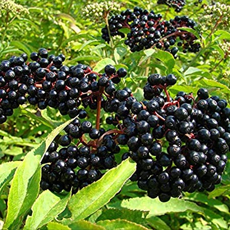 American Elderberry Seeds - 50 Seeds to Plant - Sambucus Canadensis - Non-GMO Seeds, Grown and Shipped from Iowa. Made in USA