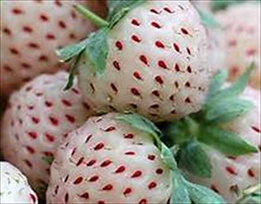 White Strawberry Fragaria Vesca 25 Seeds Organic!! Non-GMO