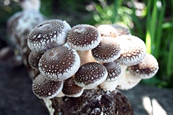 Root Mushroom Farm—Shiitake Mushroom Growing Kit