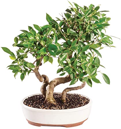 Brussel's Bonsai Live Golden Gate Ficus Grove Indoor Bonsai Tree-7 Years Old 10" to 14" Tall with Decorative Container, Medium