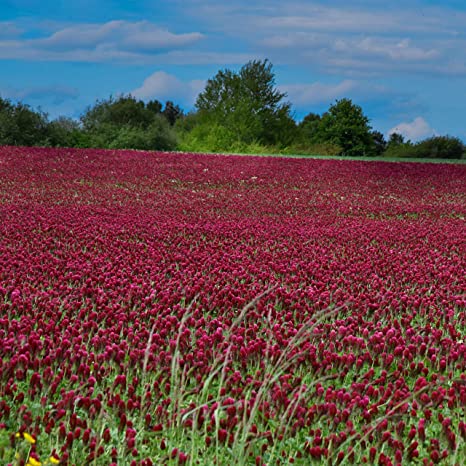 Outsidepride Crimson Clover Legume Seed for Pasture, Hay, Green Manure, Cover Crop, Wildlife Forage, & More - 1/4 LB