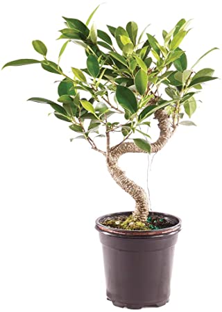 Brussel's Bonsai Live Golden Gate Ficus Indoor Bonsai Tree-4 Years Old 5" to 8" Tall with Plastic Grower Pot, Small, Blank