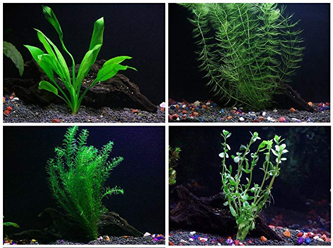Easy Live Aquarium Plants Package - Various Kinds - Anacharis, Amazon and More!