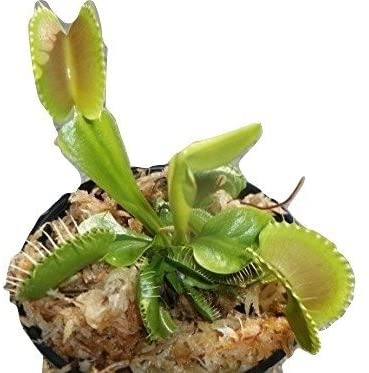 Large Size King Henry Giant Venus Flytrap (Fly Trap) Carnivorous Plant with 3 inch Pot
